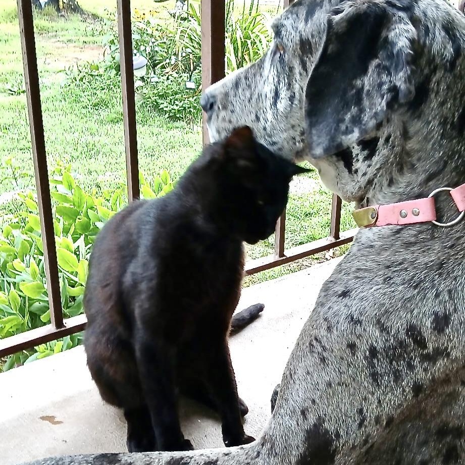 Enlarge Spooky -s, a ADOPTABLE mixed breed in Sequatchie, TN image 2/5