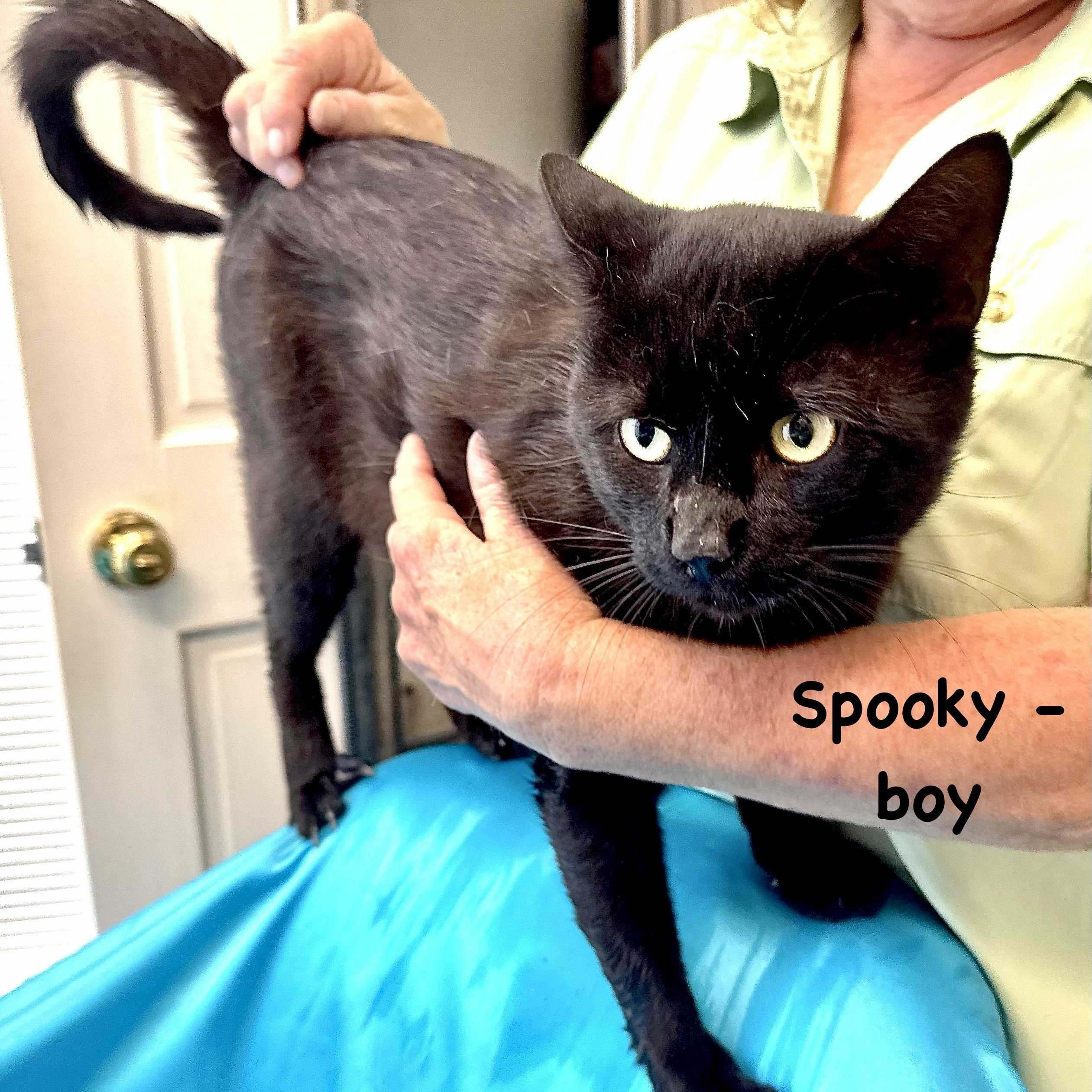 Spooky -s, ADOPTABLE, Adult Male Domestic Short Hair.
