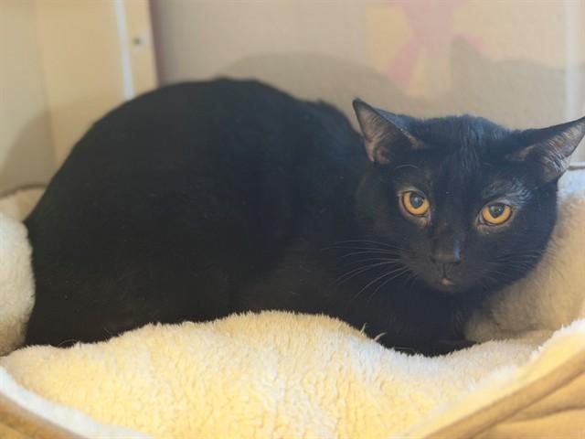 Enlarge PRETTY BABY, a Adoptable Domestic Short Hair in Louisville, KY image 1/1