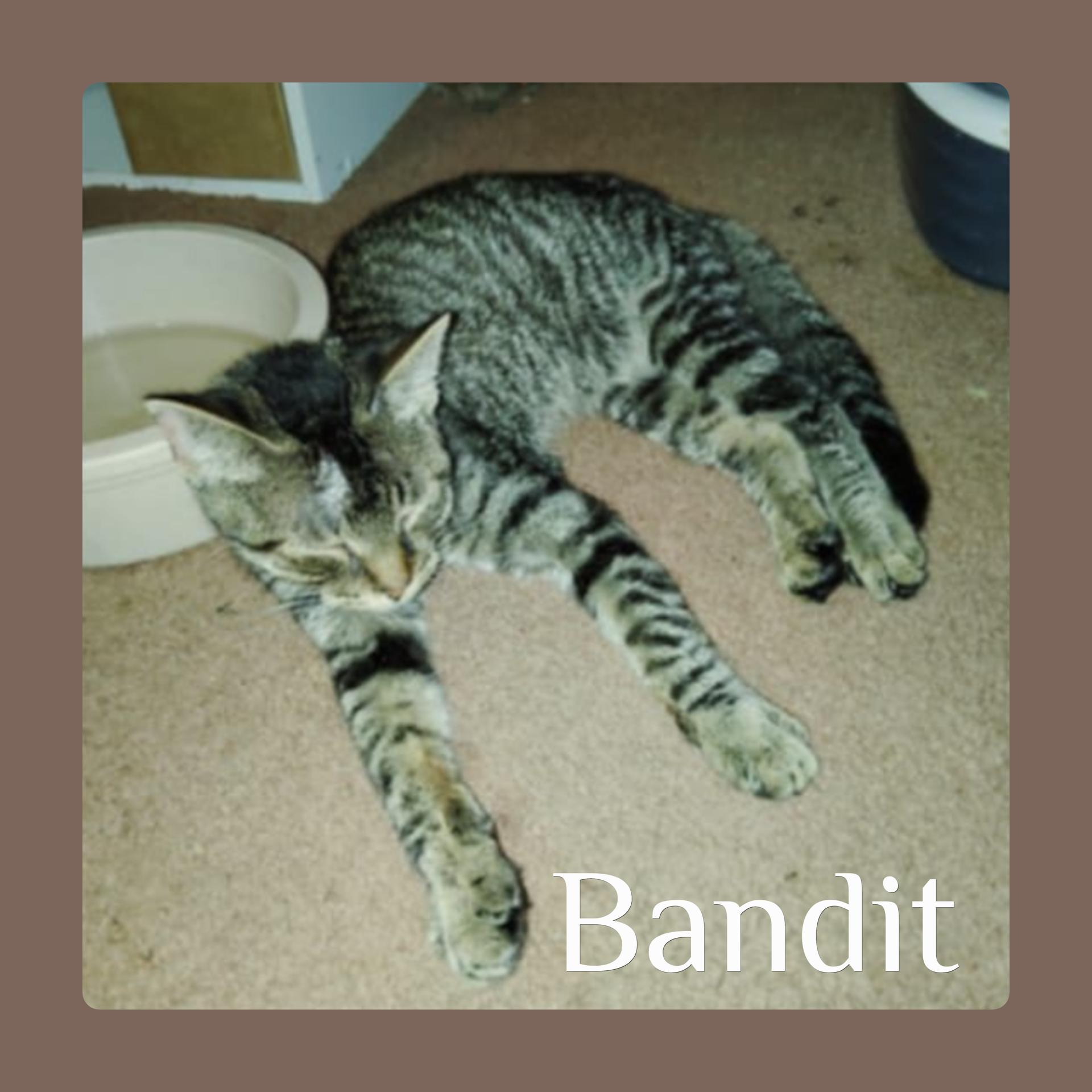 BANDIT, Adoptable, Kitten Male Tabby.