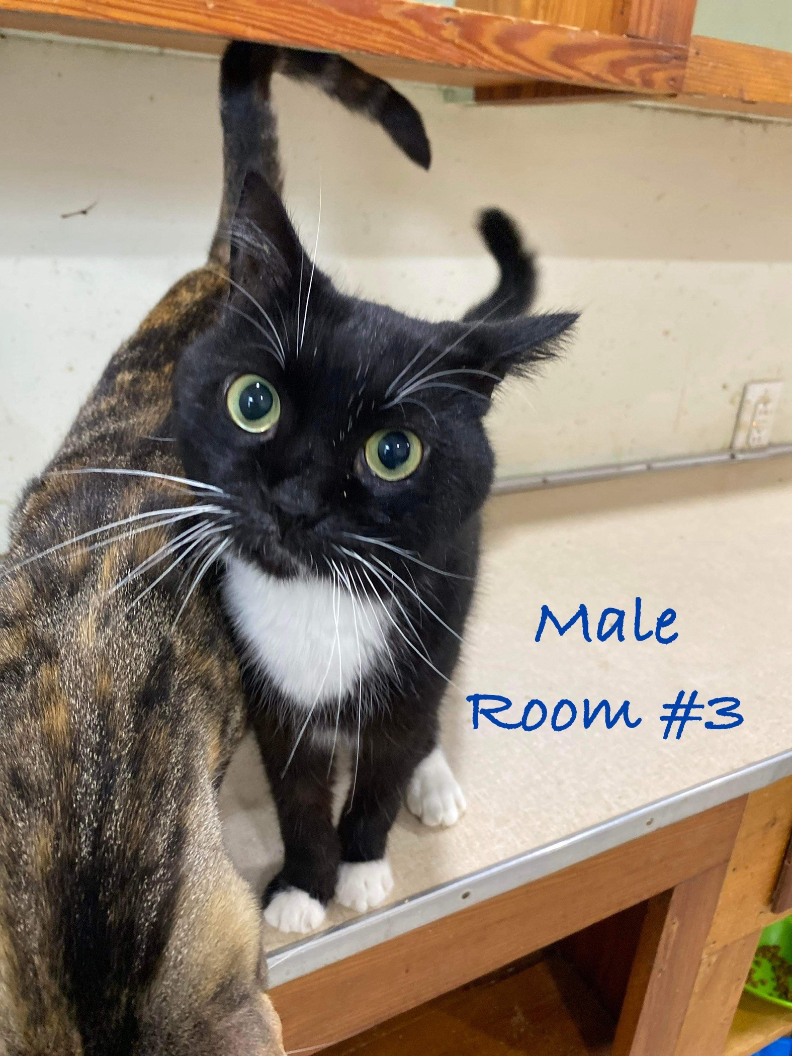 Awaiting Name - Updating record, an adoptable Tuxedo in Elloree, SC, 29047 | Photo Image 1