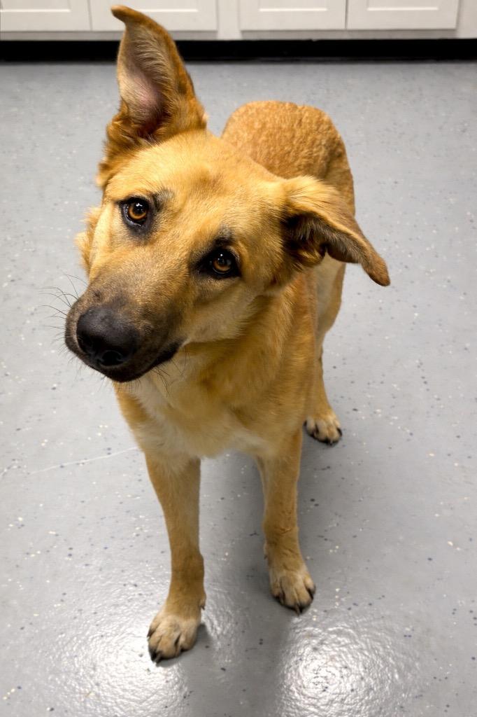 Peanut, Adoptable, Adult Male German Shepherd Dog & Mixed Breed.