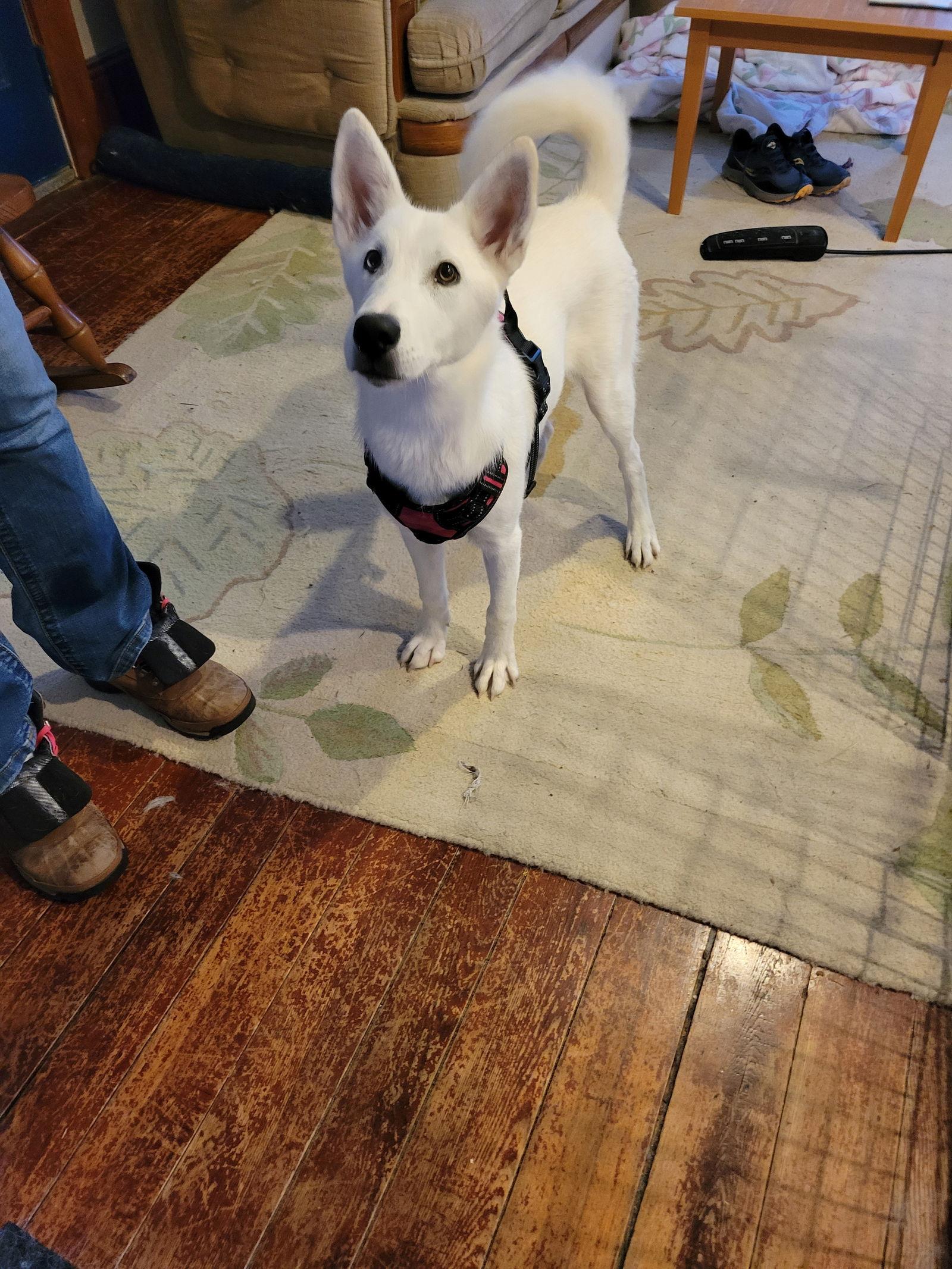 Snowball, Adoptable, Young Female White German Shepherd & Siberian Husky.