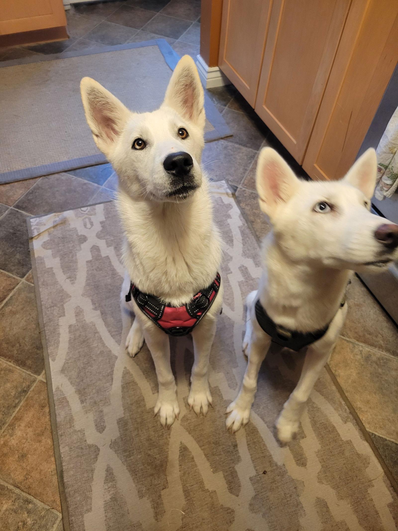 Enlarge Snowball, a Adoptable mixed breed in Londonderry, NH image 2/3