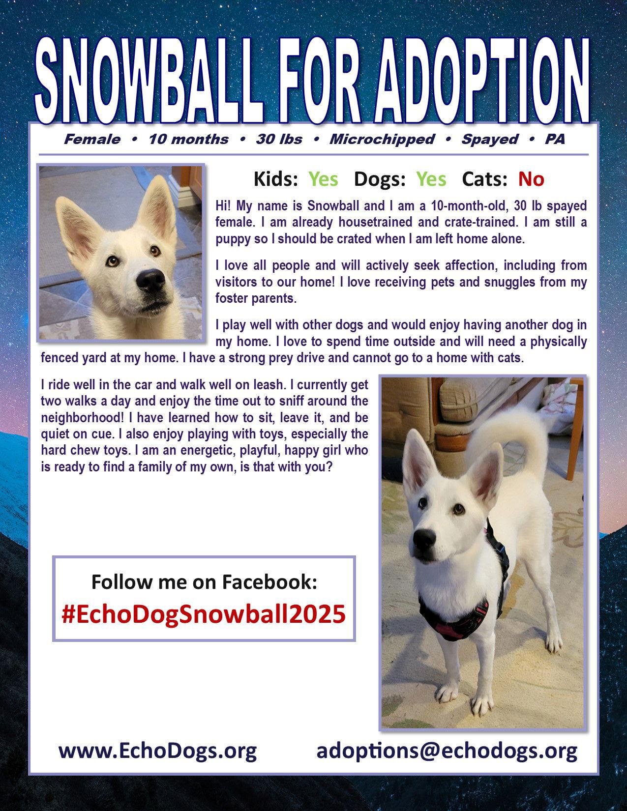 Enlarge Snowball, a Adoptable mixed breed in Londonderry, NH image 3/3