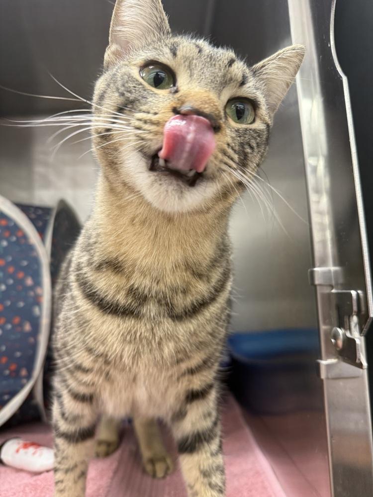 Agatha, Adoptable, Young Female Domestic Short Hair & Tabby.