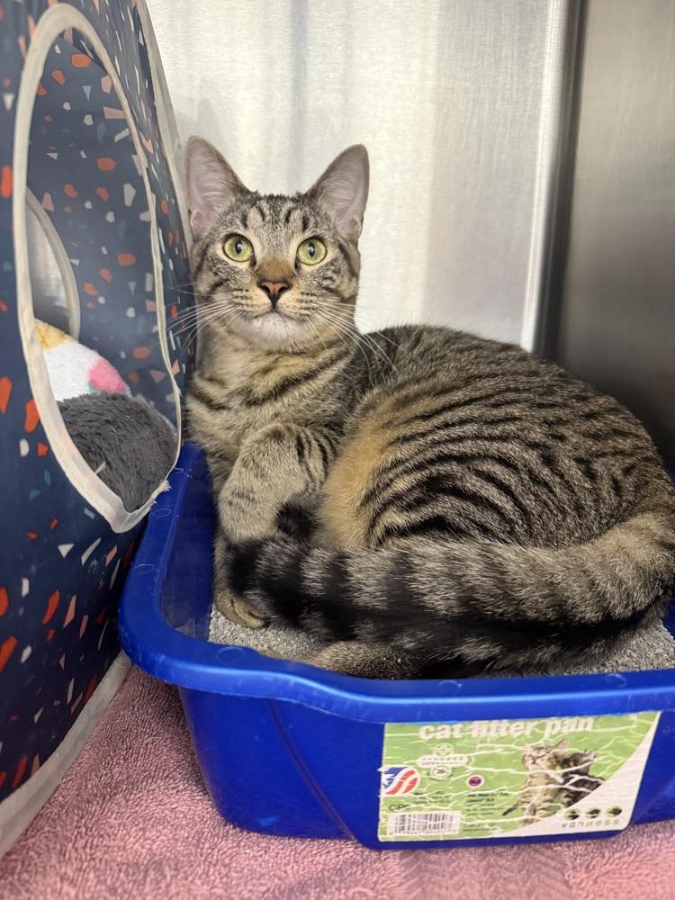 Enlarge Agatha, a Adoptable mixed breed in Orlando, FL image 5/6