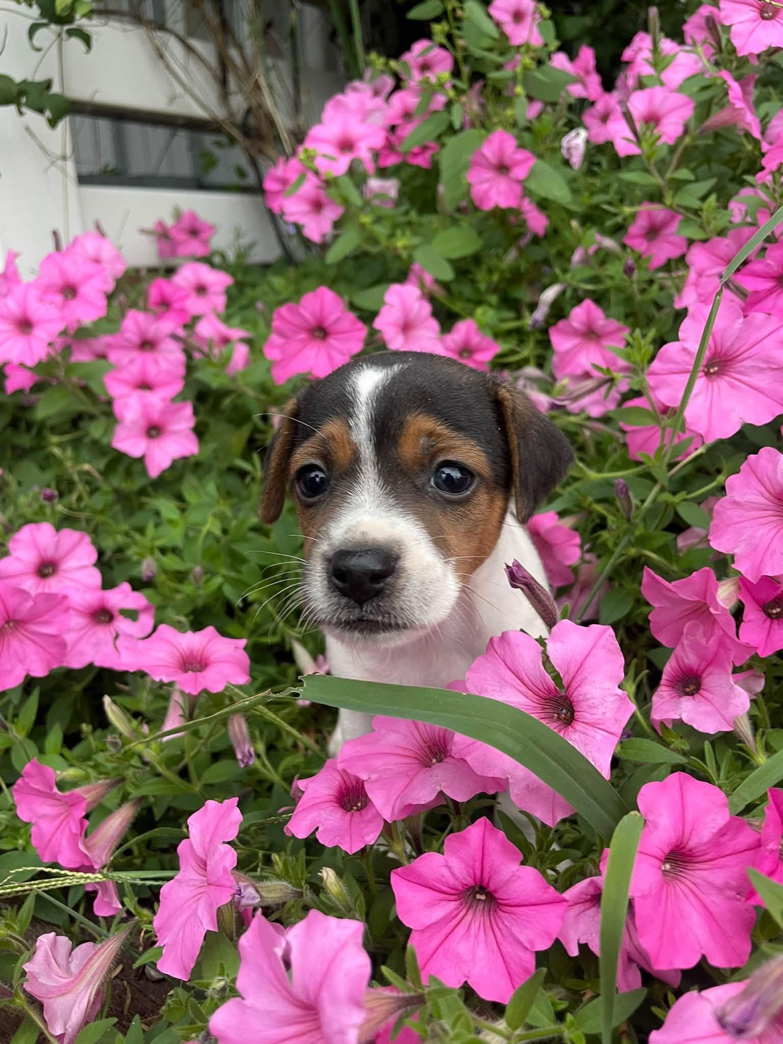 Enlarge Ollie, a Adoptable mixed breed in Plainfield, IN image 1/2