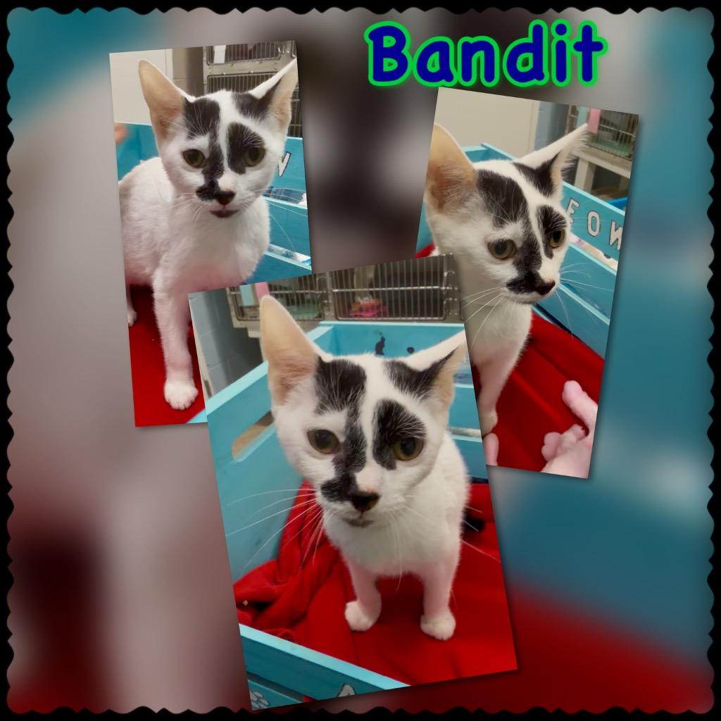 Bandit, Adoptable, Kitten Male Domestic Short Hair.