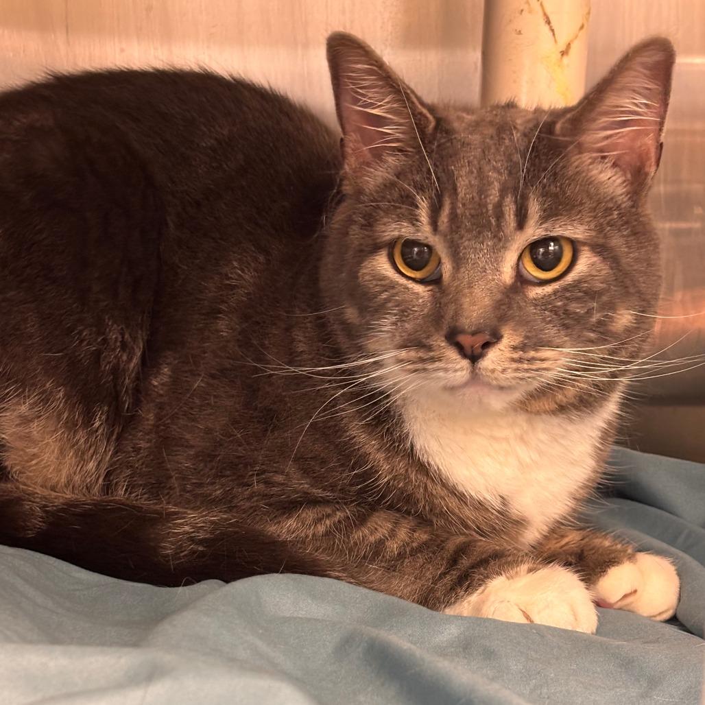 Baby, a Adoptable Domestic Short Hair in Philadelphia, PA image 1/3