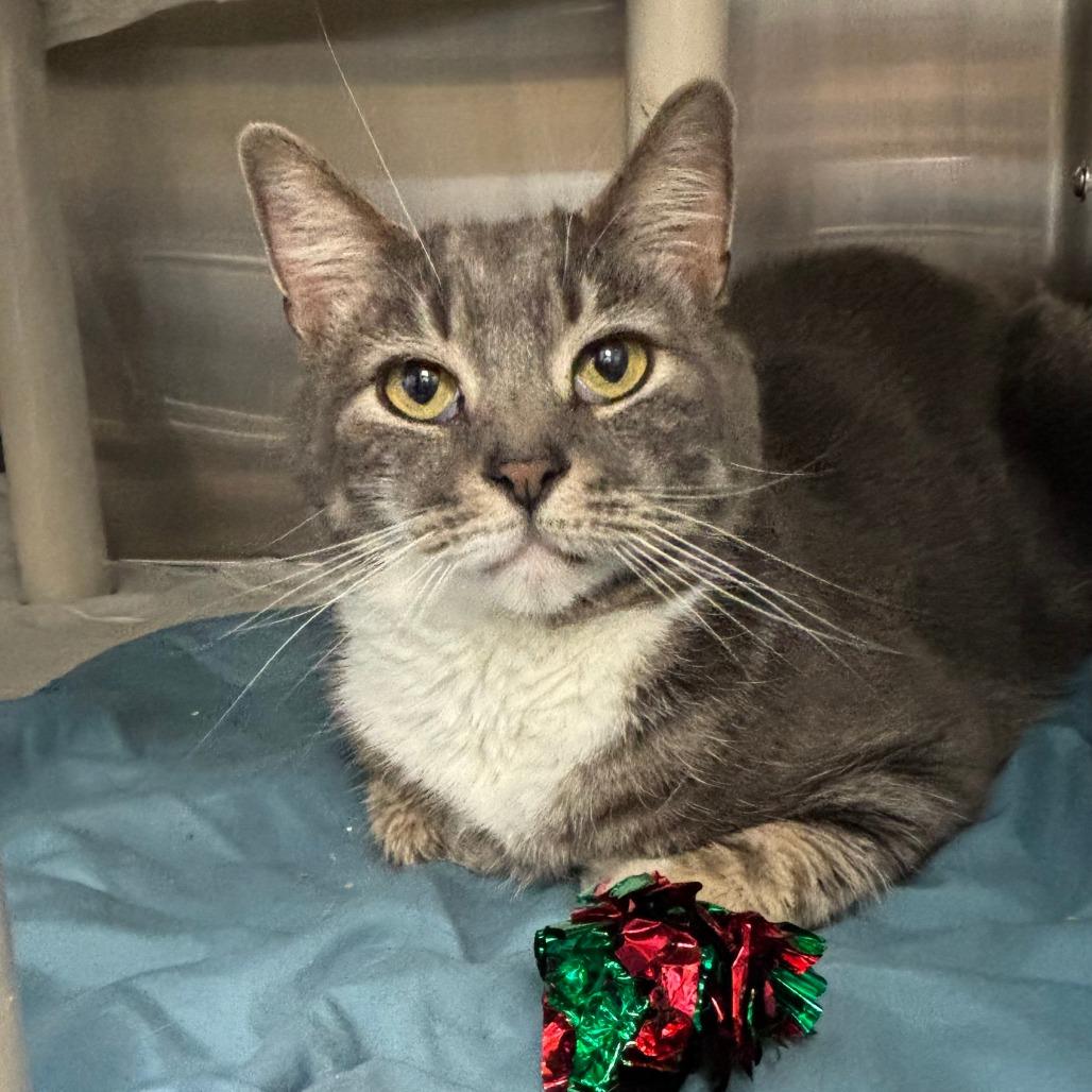 Baby, a Adoptable Domestic Short Hair in Philadelphia, PA image 2/3