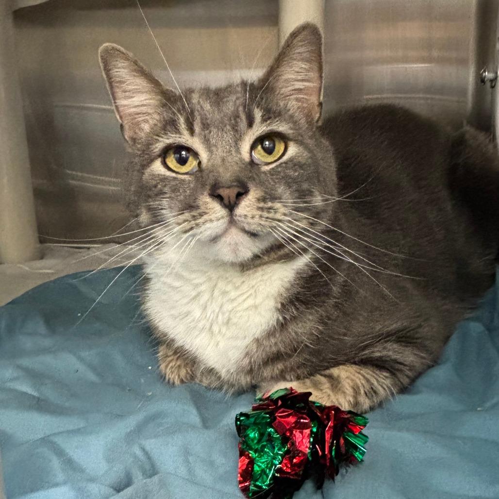 Baby, a Adoptable Domestic Short Hair in Philadelphia, PA image 3/3