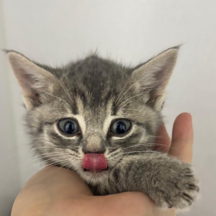 Starry/Smokey, Adoptable, Kitten Female Russian Blue.