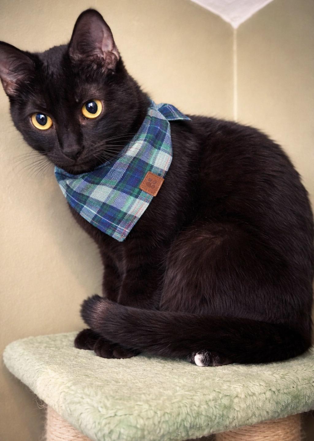 Lima Bean , Adoptable, Young Male Domestic Short Hair.