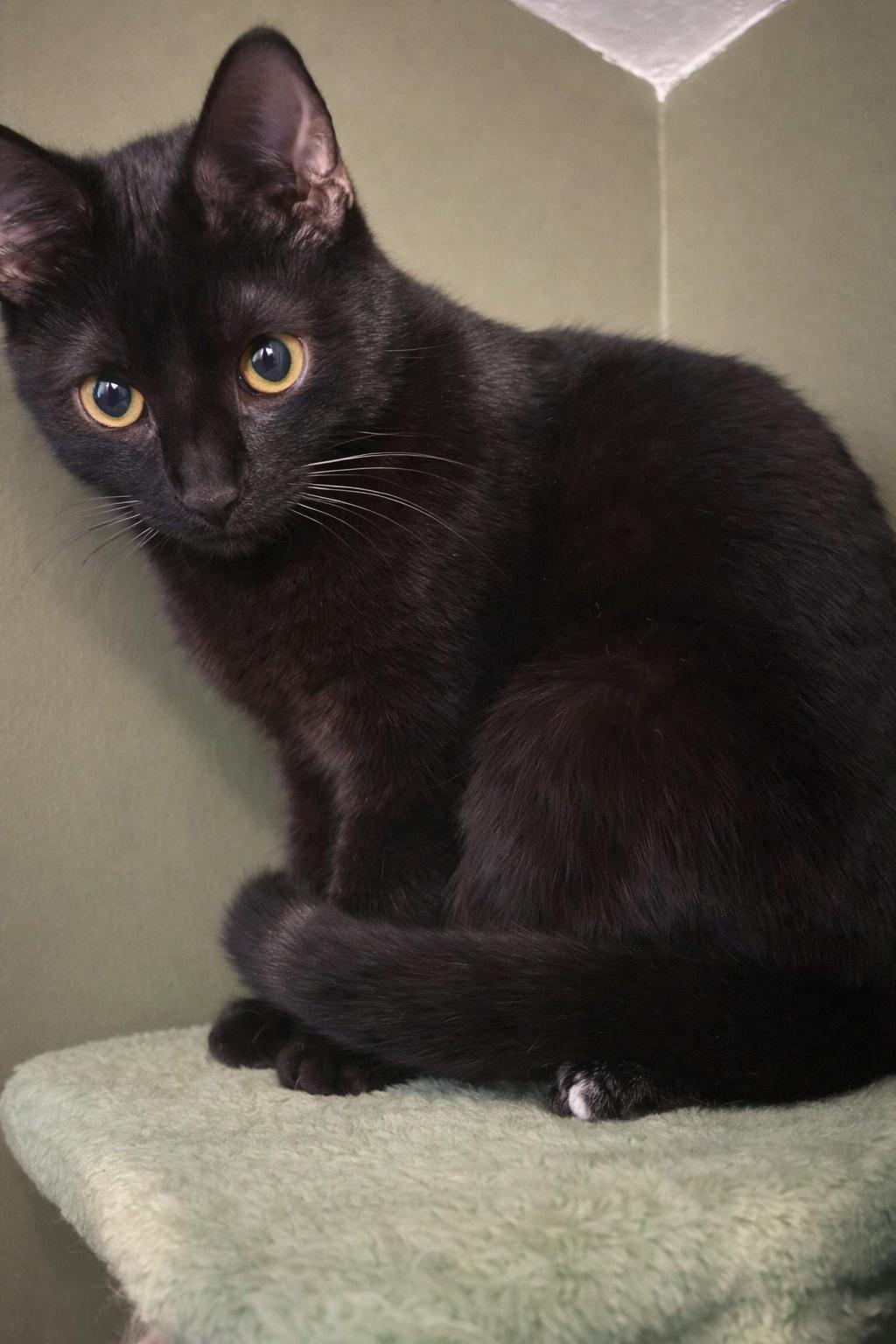 Enlarge Lima Bean , a Adoptable Domestic Short Hair in Jacksonville, FL image 2/4