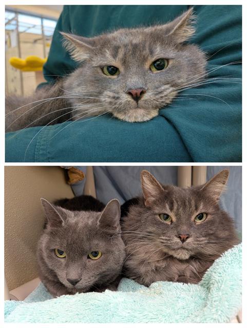 Enlarge LIL SISTER, a Adoptable Domestic Long Hair in Toronto, ON image 1/1