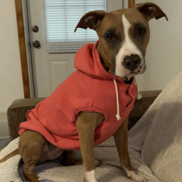 Myia Peach, an adopted Pit Bull Terrier Mix in Parkton, MD_image-1