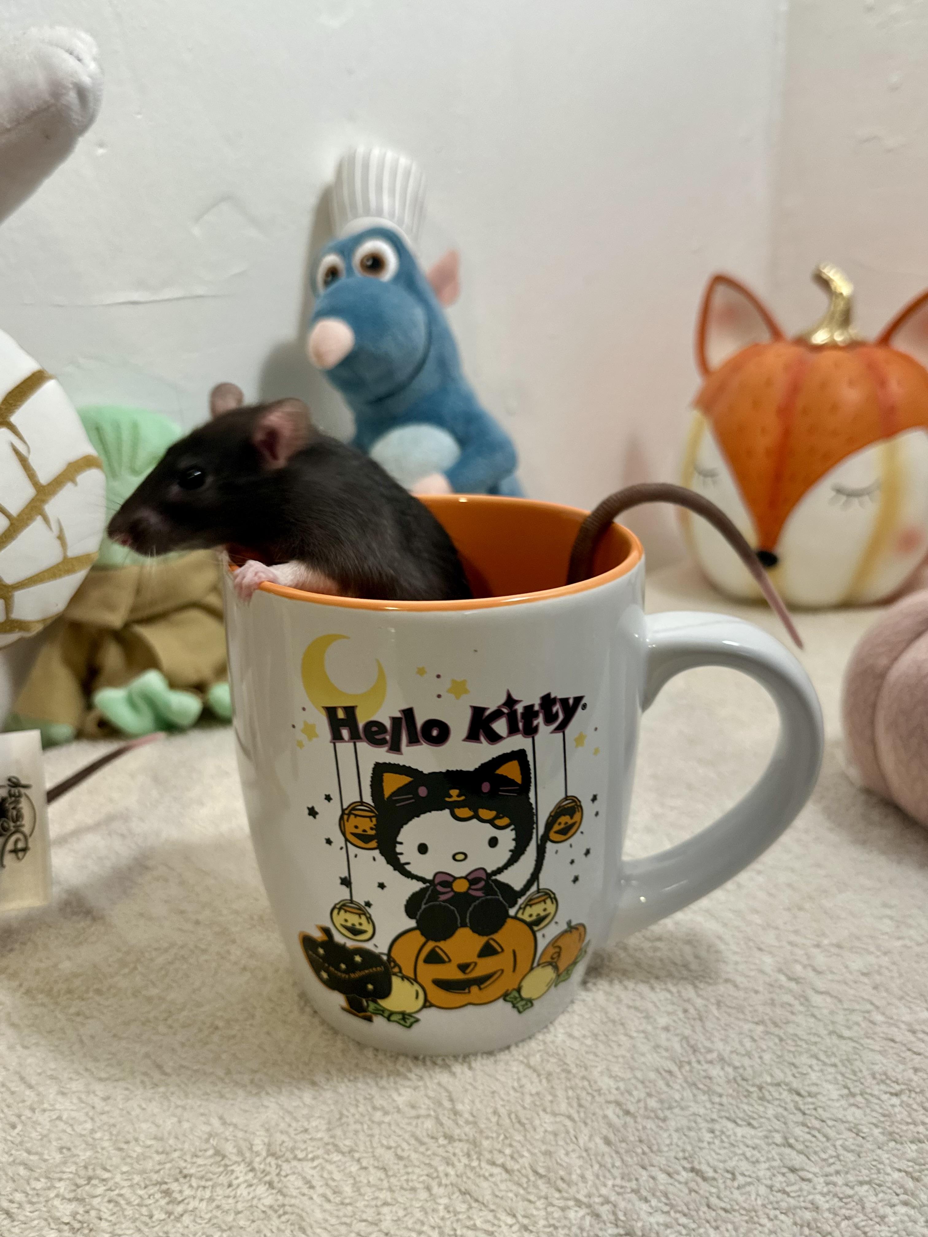 Enlarge Baby girls (athlete litter), a Adoptable Rat in Los Angeles, CA image 4/6