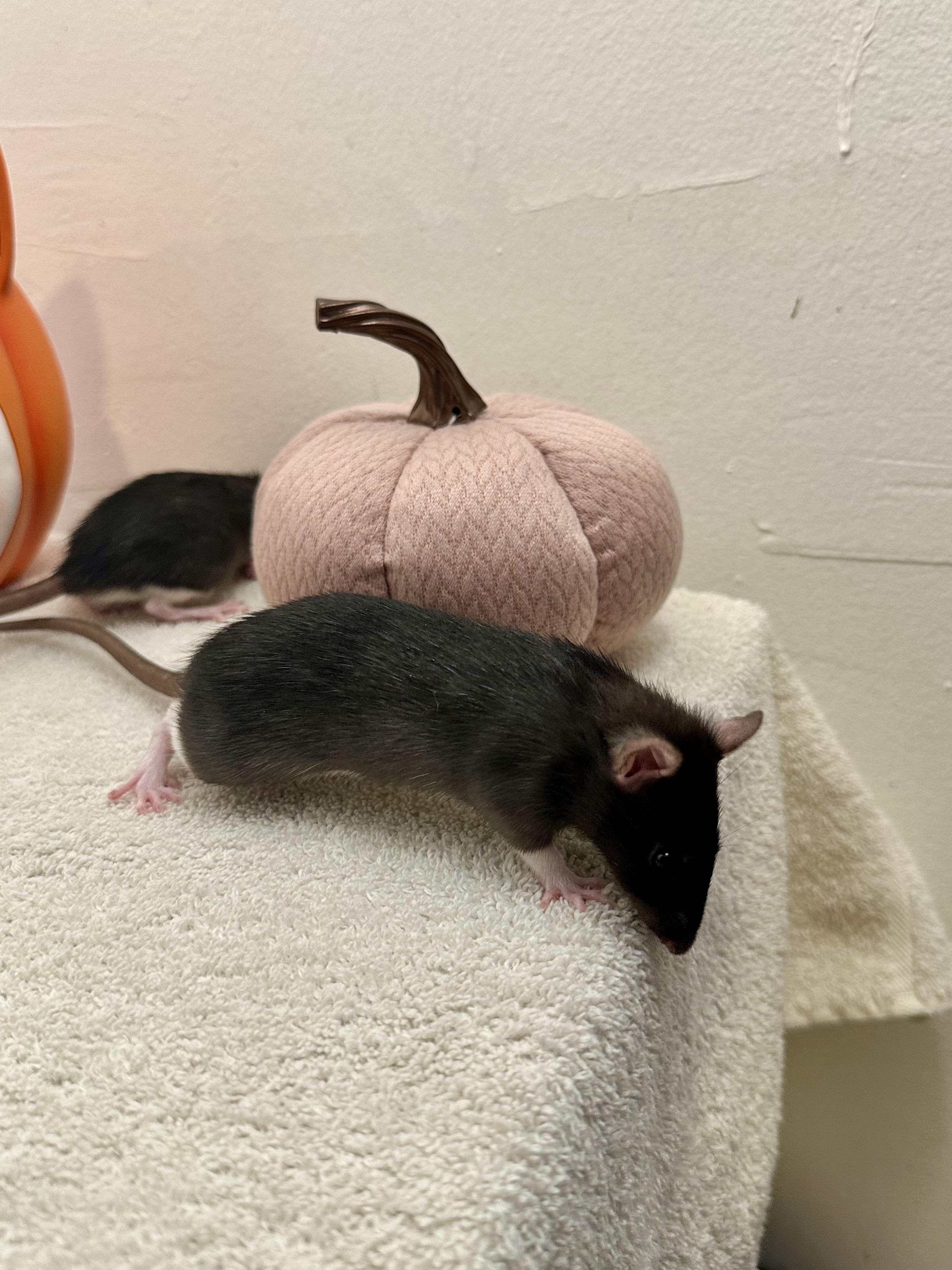 Enlarge Baby girls (athlete litter), a Adoptable Rat in Los Angeles, CA image 2/6