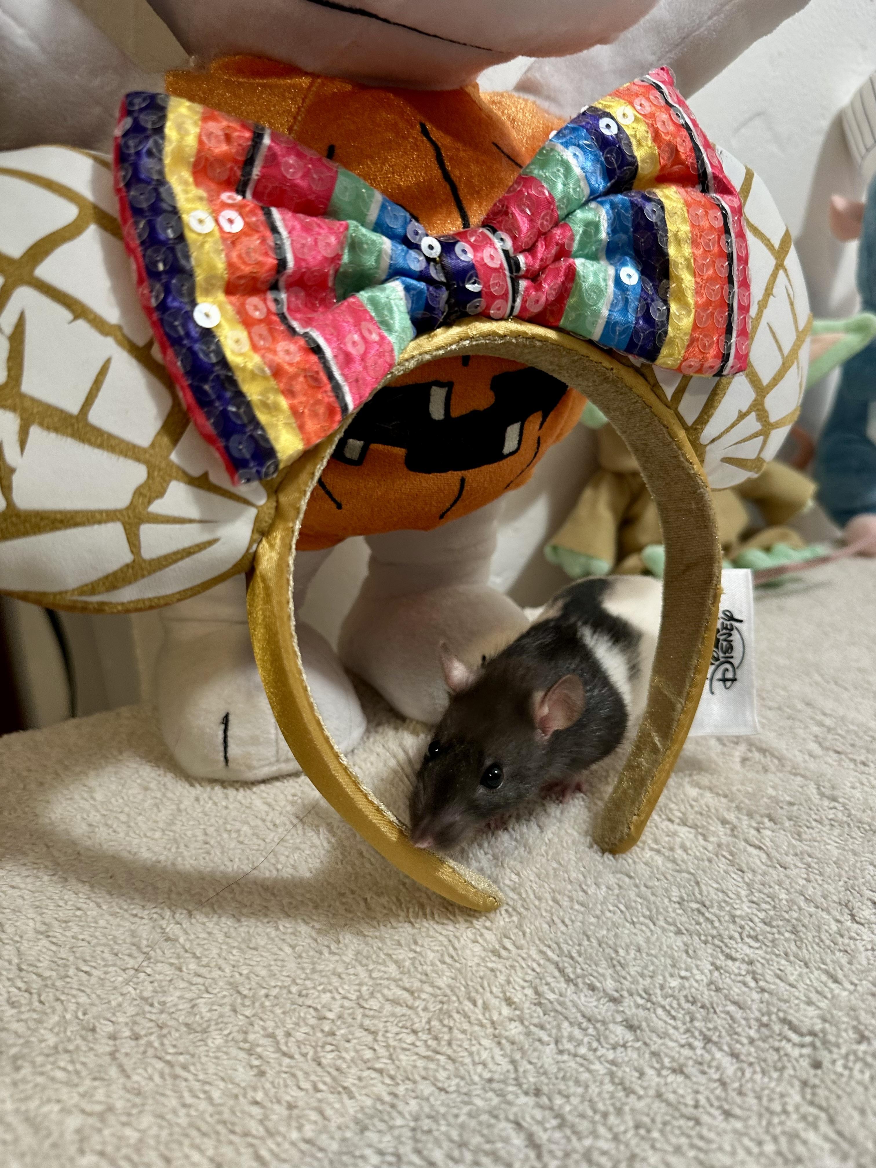 Enlarge Baby girls (athlete litter), a Adoptable Rat in Los Angeles, CA image 6/6