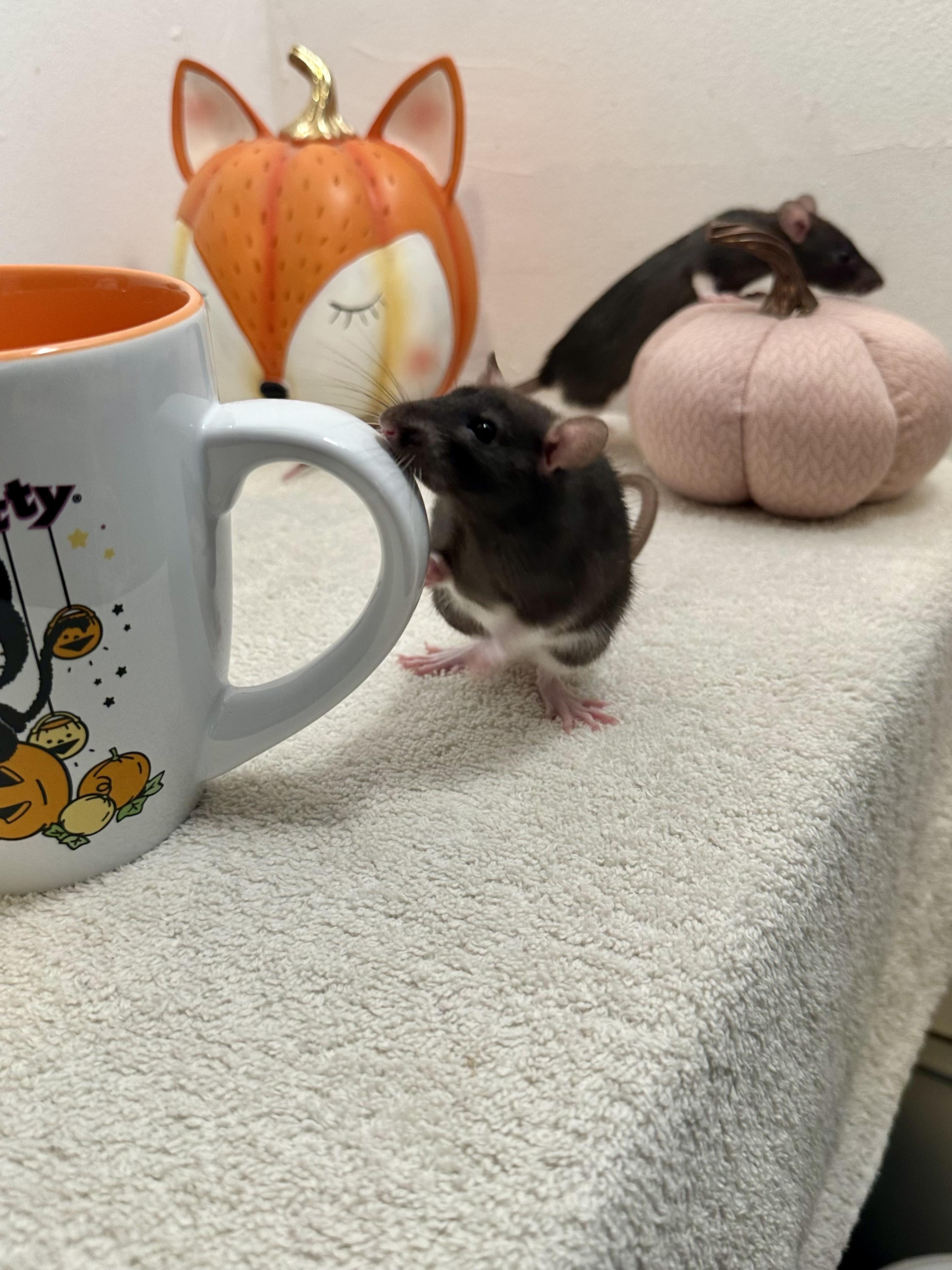 Baby girls (athlete litter), Adoptable, Baby Female Rat.