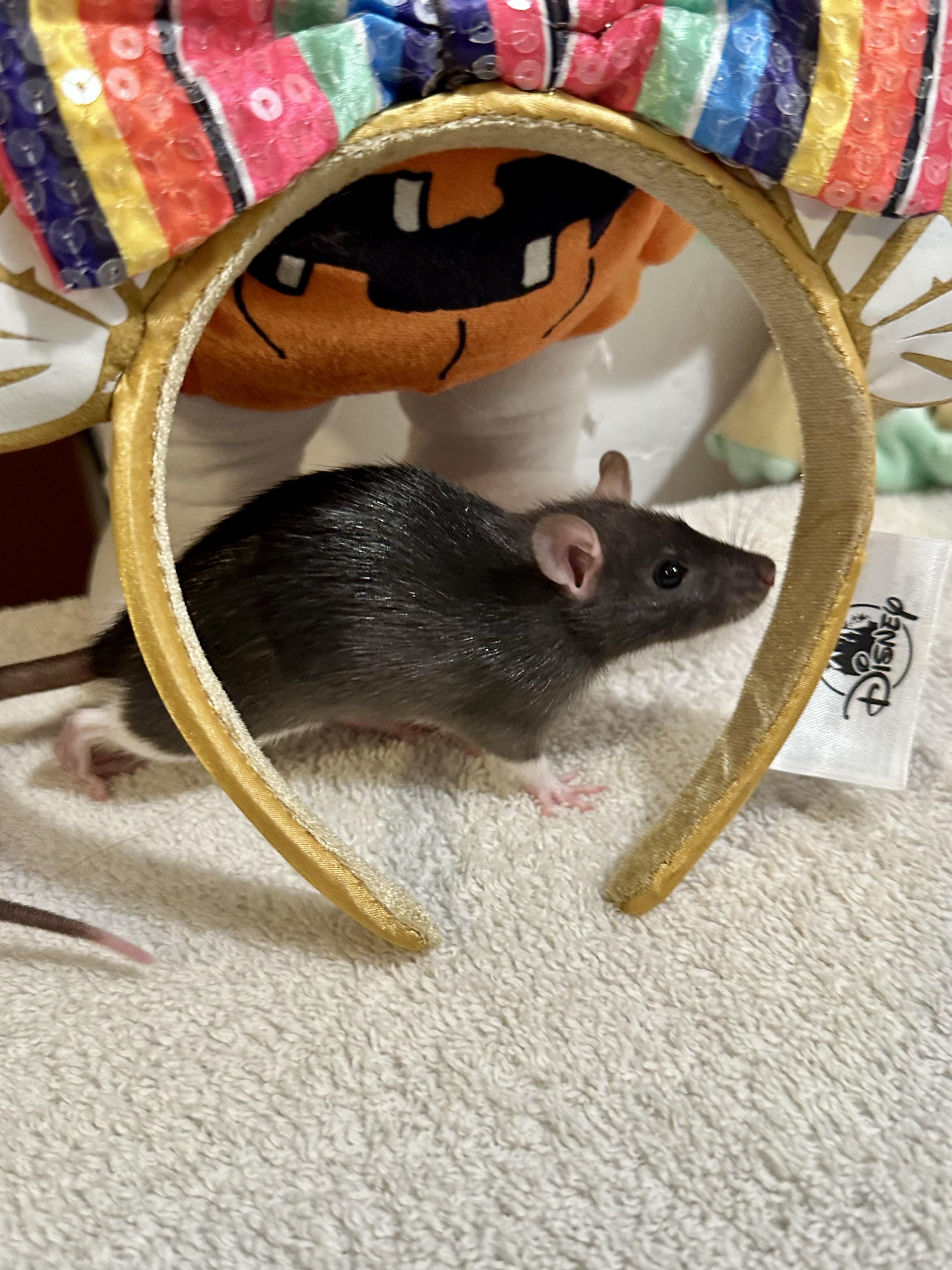 Enlarge Baby girls (athlete litter), a Adoptable Rat in Los Angeles, CA image 3/6