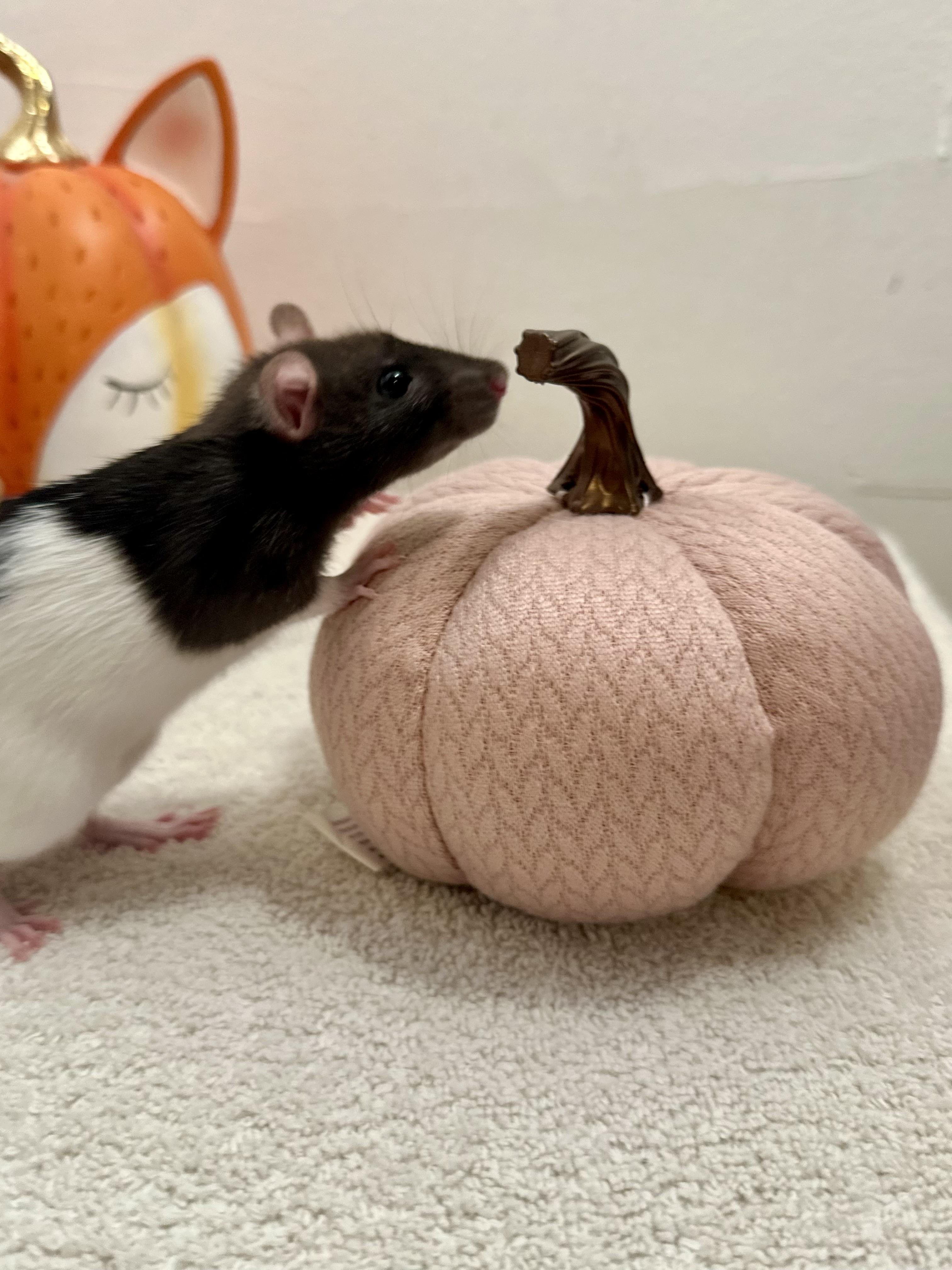 Enlarge Baby girls (athlete litter), a Adoptable Rat in Los Angeles, CA image 5/6