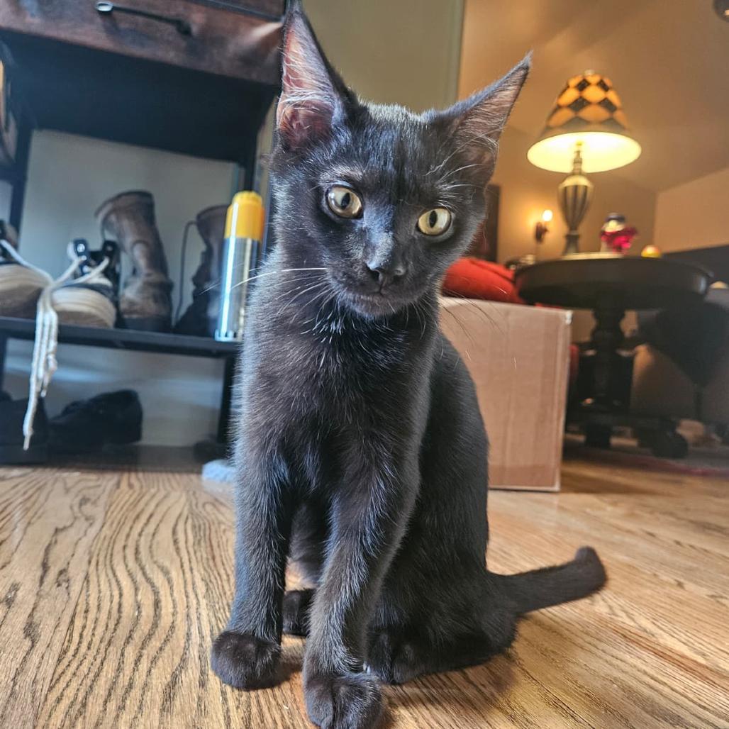Enlarge Castiel, a Adoptable Domestic Short Hair in Winchester, VA image 1/2