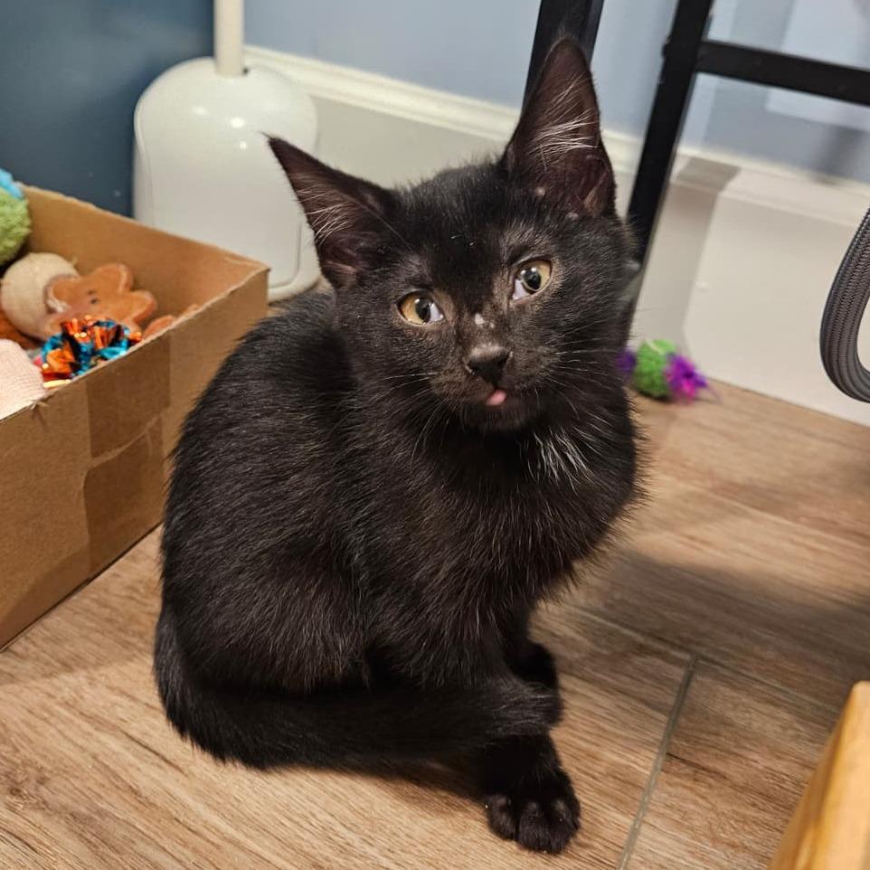 Enlarge Castiel, a Adoptable Domestic Short Hair in Winchester, VA image 2/2
