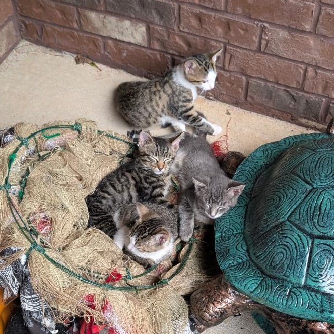 KITTENS 8 WEEKS OLD, adopted, Kitten Male American Shorthair.