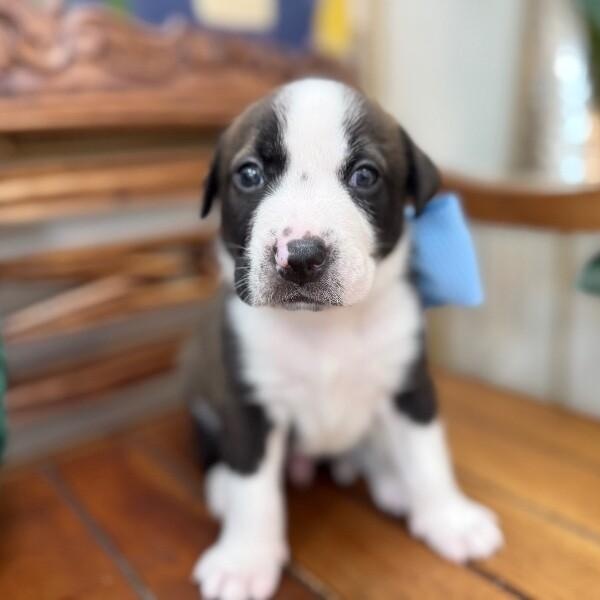 George Washington Bridge