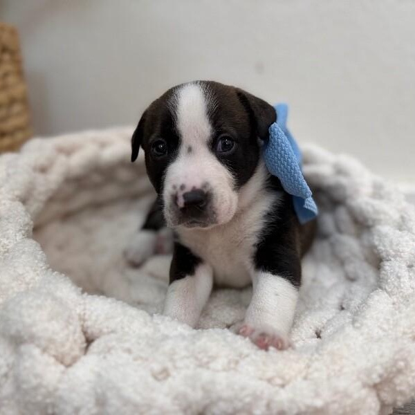 George Washington Bridge — thumbnail 4