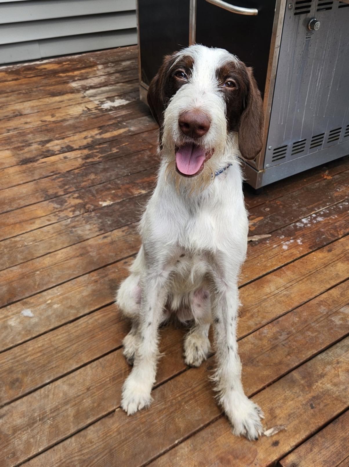 Enlarge Bernie, a ADOPTABLE German Wirehaired Pointer in Cleveland, OH image 3/5