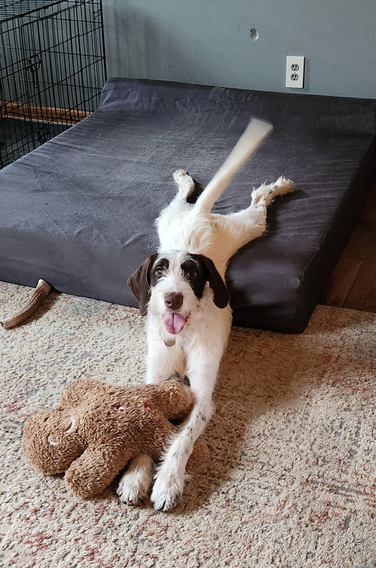 Enlarge Bernie, a ADOPTABLE German Wirehaired Pointer in Cleveland, OH image 5/5