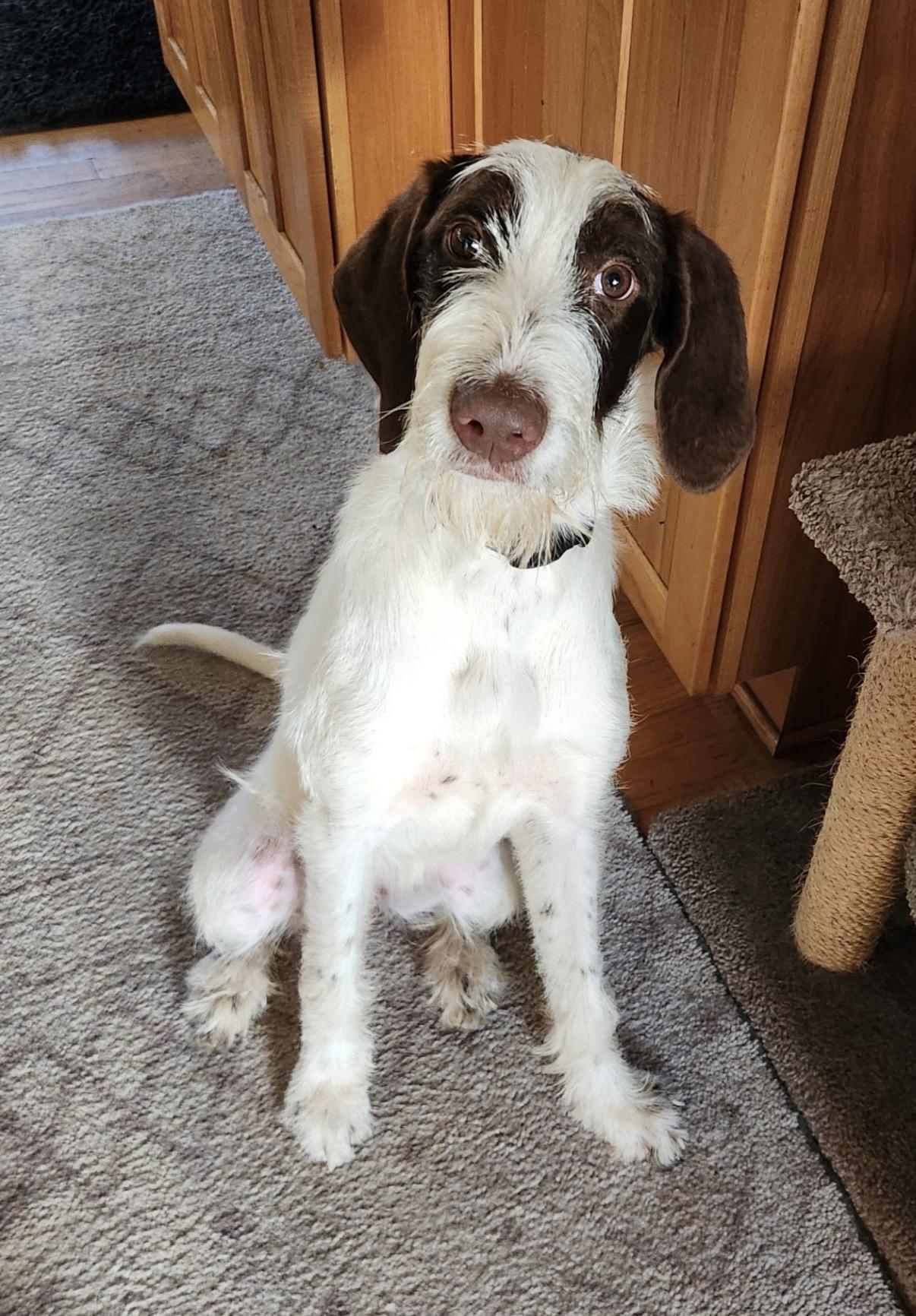 Bernie, ADOPTABLE, Puppy Female German Wirehaired Pointer.
