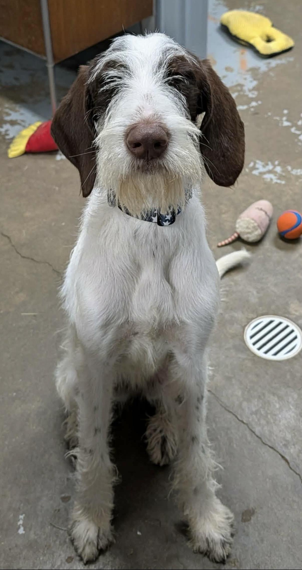 Enlarge Bernie, a ADOPTABLE German Wirehaired Pointer in Cleveland, OH image 2/5