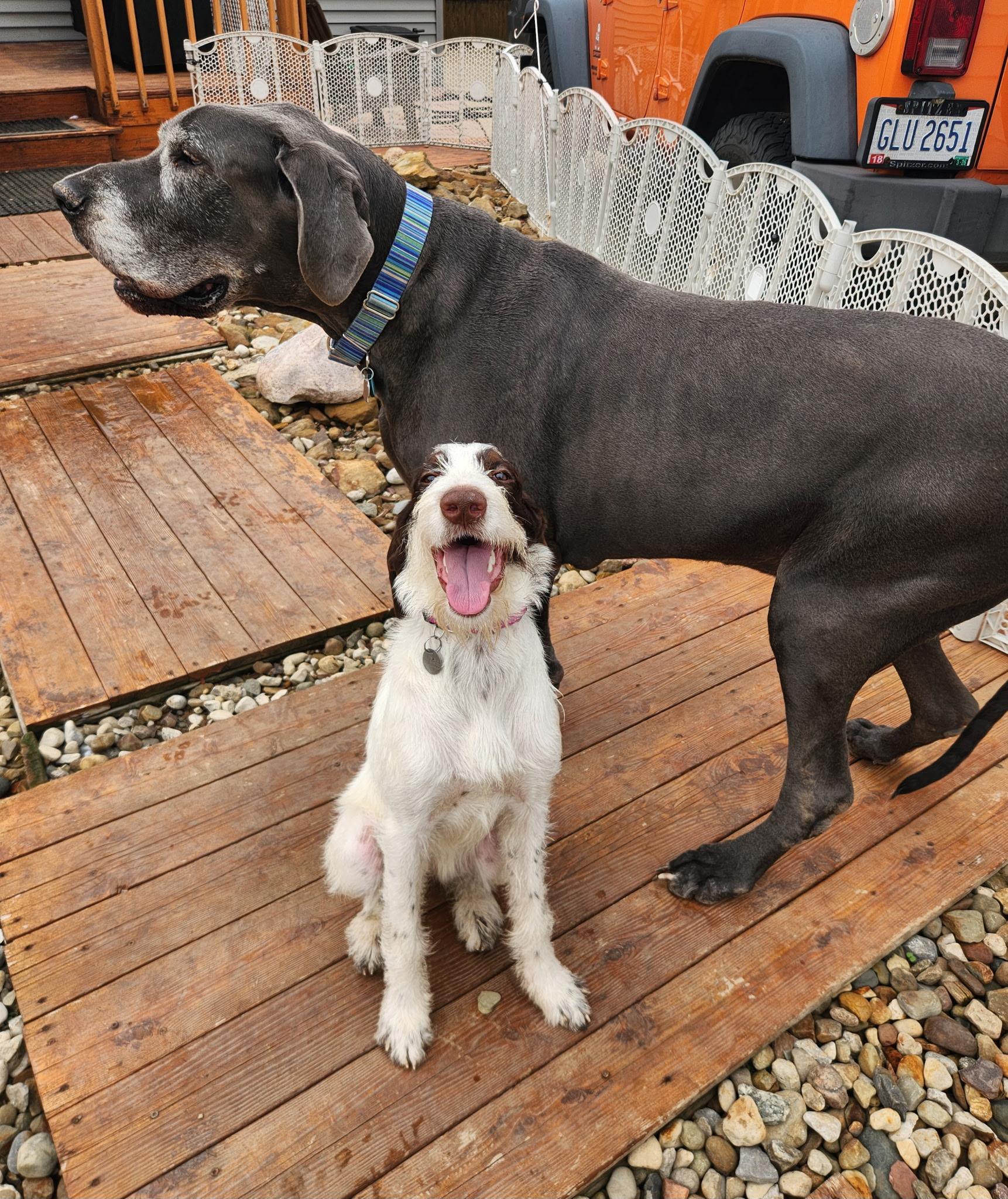 Enlarge Bernie, a ADOPTABLE German Wirehaired Pointer in Cleveland, OH image 4/5