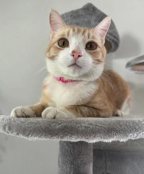 Enlarge Milk, a Adopted Tabby in Monterey Park, CA image 3/5