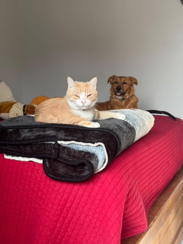 Enlarge Milk, a Adopted Tabby in Monterey Park, CA image 4/5