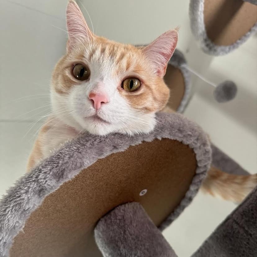 Enlarge Milk, a Adopted Tabby in Monterey Park, CA image 1/5