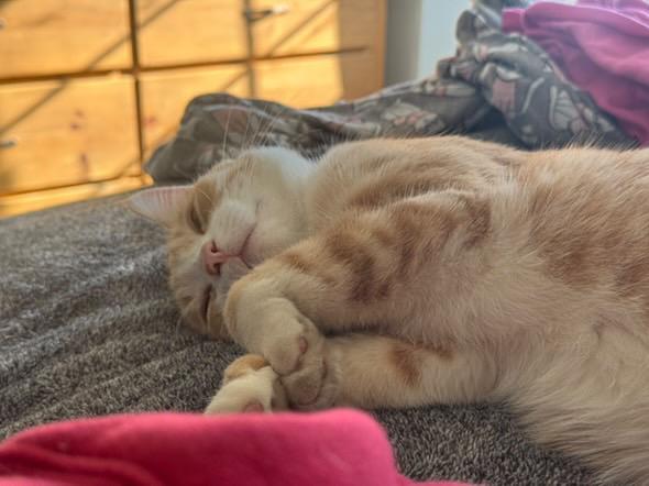 Enlarge Milk, a Adopted Tabby in Monterey Park, CA image 5/5