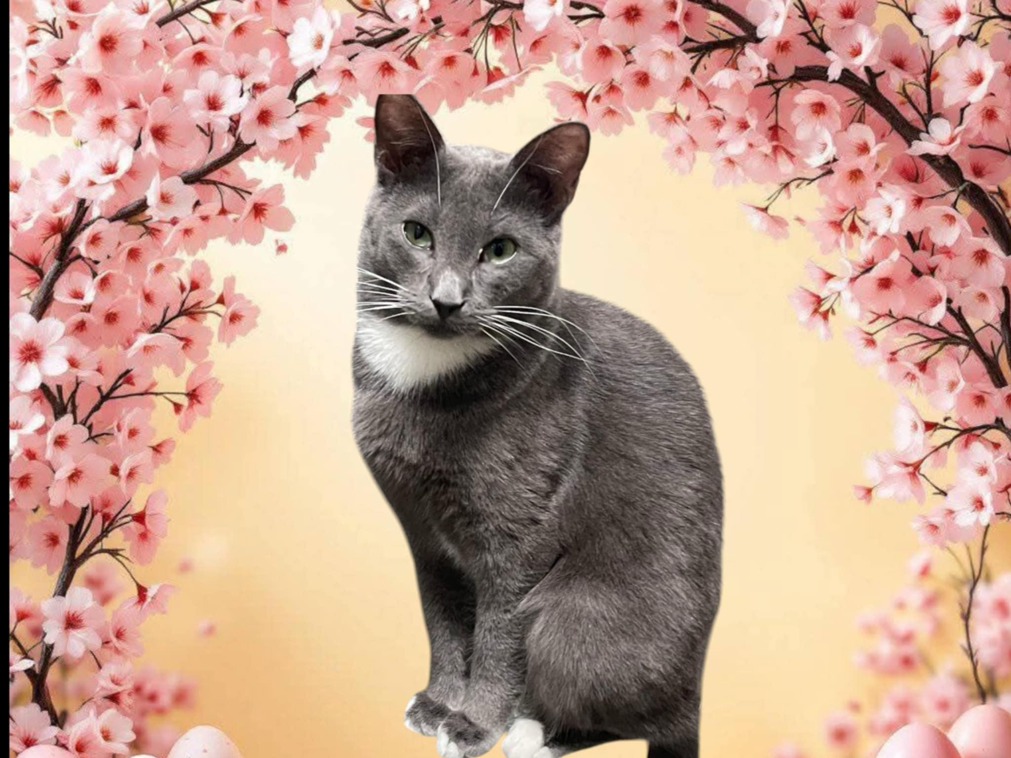 Nova, Adoptable, Adult Female Russian Blue & Domestic Short Hair.