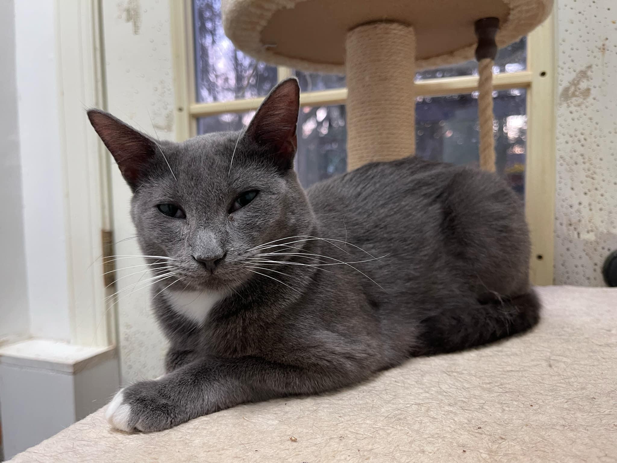 Nova, a Adoptable mixed breed in Little River, SC image 3/6