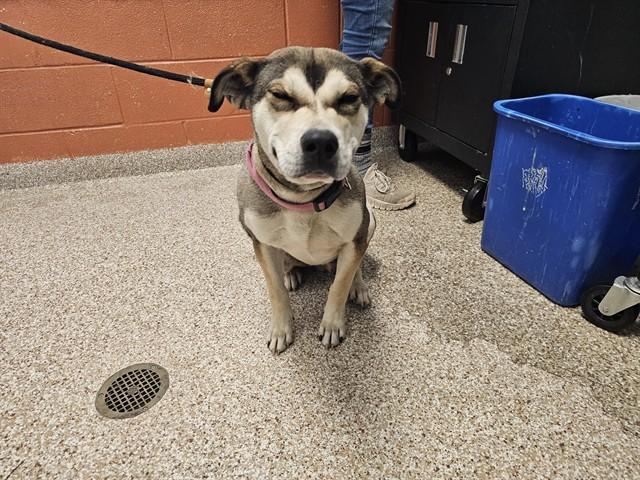 JINYA, Adoptable, Young Male Siberian Husky & Mixed Breed.
