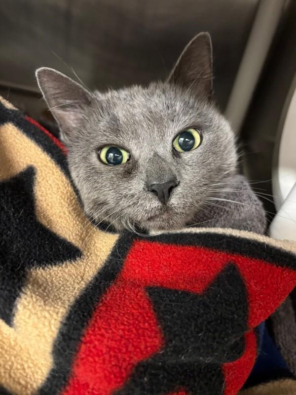 Twilight, Adoptable, Senior Female Domestic Short Hair.