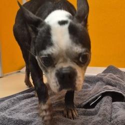 Enlarge NAWC-Stray-64002, a Adoptable Boston Terrier in Norman, OK image 1/1