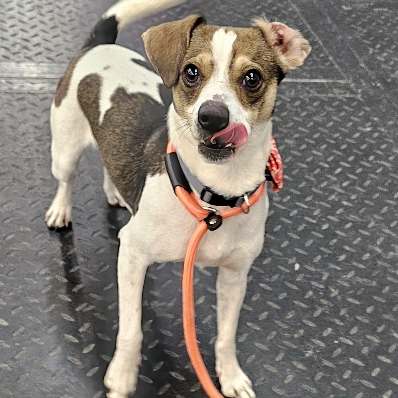 Enlarge Lil Mac , an adopted mixed breed in Minooka, IL image 2/5