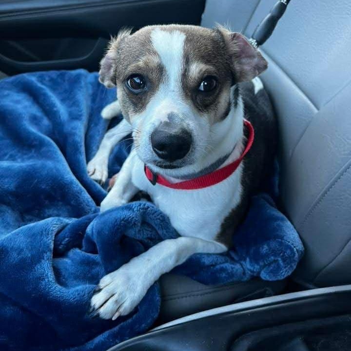 Enlarge Lil Mac , an adopted mixed breed in Minooka, IL image 5/5