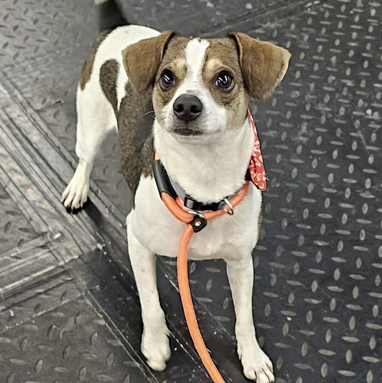 Enlarge Lil Mac , an adopted mixed breed in Minooka, IL image 3/5