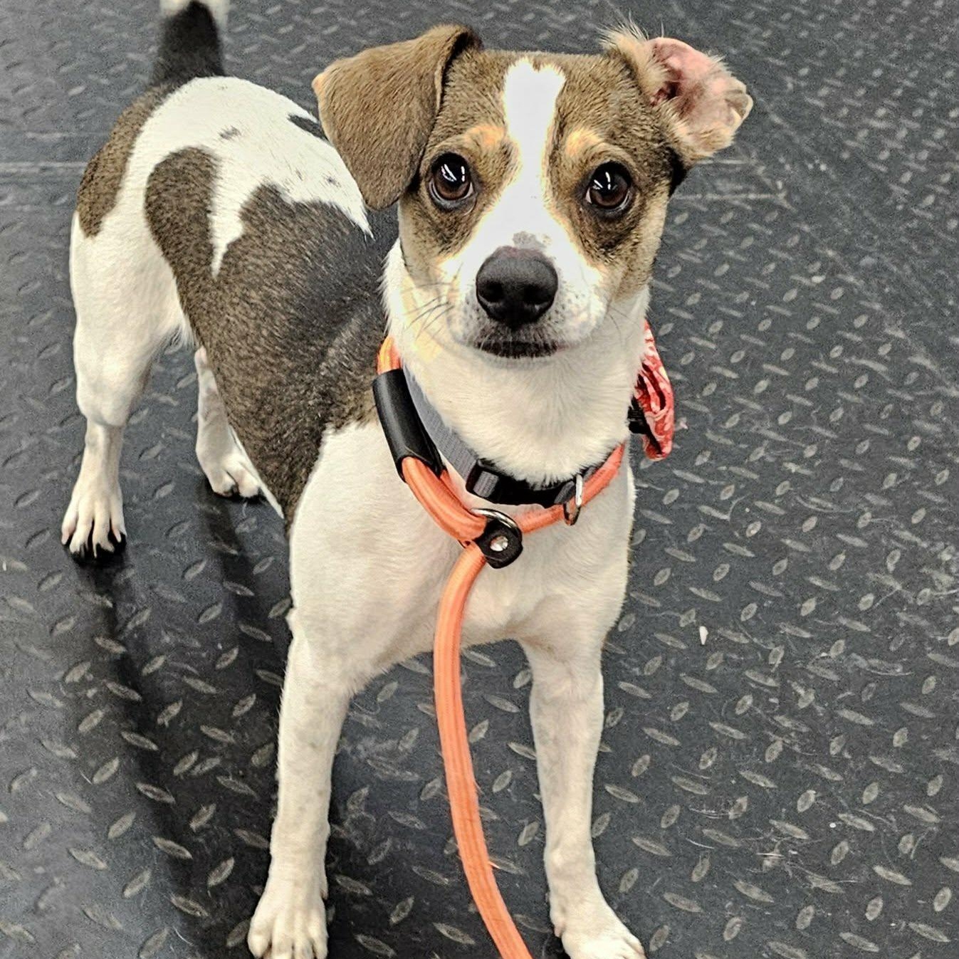 Enlarge Lil Mac , an adopted mixed breed in Minooka, IL image 1/5